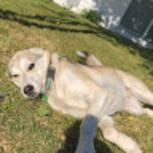 Meet your Posher, Adèle